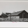 Sonoma County, California. White leghorns in a chicken yard. The area centered at Petaluma produces eggs on a large scale, using only single-comb white leghorns