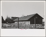 Sonoma County, California. White leghorns in a chicken yard. The area centered at Petaluma produces eggs on a large scale, using only single-comb white leghorns