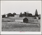 Petaluma, Sonoma County, California. Chicken houses