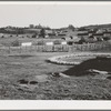 Petaluma, Sonoma County, California. Chicken houses and chickens eating. Chickens are raised exclusively for their eggs in this county