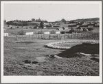 Petaluma, Sonoma County, California. Chicken houses and chickens eating. Chickens are raised exclusively for their eggs in this county