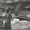 Petaluma, Sonoma County, California. Candling eggs at an egg packing plant