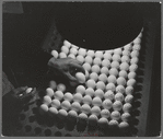 Petaluma, Sonoma County, California. Inspecting pedigreed eggs under a blue light to examine the texture and detect cracks. These eggs are produced for breeding purposes and worth at least one dollar each
