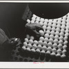 Petaluma, Sonoma County, California. Inspecting pedigreed eggs under a blue light to examine the texture and detect cracks. These eggs are produced for breeding purposes and worth at least one dollar each