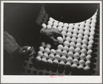Petaluma, Sonoma County, California. Inspecting pedigreed eggs under a blue light to examine the texture and detect cracks. These eggs are produced for breeding purposes and worth at least one dollar each