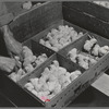 Petaluma, Sonoma County, California. Packing baby chicks for shipment from a hatchery