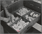 Petaluma, Sonoma County, California. Packing baby chicks for shipment from a hatchery