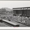 Sonoma County, California. White leghorn chickens in a yard. Eggs are sold and the feed is bought through cooperatives in this county. All chicken ranchers raise the one variety of chicken only