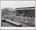 Sonoma County, California. White leghorn chickens in a yard. Eggs are sold and the feed is bought through cooperatives in this county. All chicken ranchers raise the one variety of chicken only