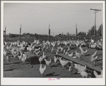 Sonoma County, California. Chickens raised for their eggs
