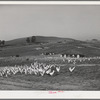 Sonoma County, California. Chickens and chicken houses on a ranch