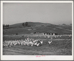 Sonoma County, California. Chickens and chicken houses on a ranch