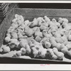 Petaluma, Sonoma County, California. Baby chicks at a hatchery