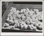 Petaluma, Sonoma County, California. Baby chicks at a hatchery