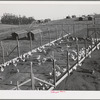 Sonoma County, California. Laying chickens on a ranch