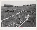 Sonoma County, California. Laying chickens on a ranch