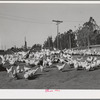 Chickens, Sonoma County, California