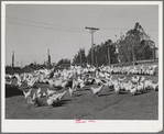 Chickens, Sonoma County, California