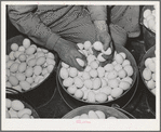 Sonoma County, California. Freshly laid eggs