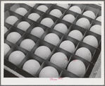 Sonoma County, California. Eggs