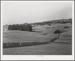 Sonoma County, California. Low rolling hills are typical of this country