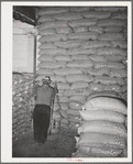 Petaluma, Sonoma County, California. Sacks of feed in warehouse