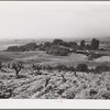 Sonoma County, California. Vineyards. California produces fifty-eight percent of wine consumed in this country