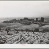 Sonoma County, California. Vineyards. California produces fifty-eight percent of wine consumed in this country