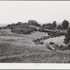 Sonoma County, California. Vineyards and winery. The wine industry has an estimated 420 million dollar investment in California