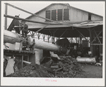 Byproducts of olive oil. In this plant, "soap" oil is extracted from the cake, leaving the pomace which has some value as a fertilizer. About five percent of the total oil content of olives is "soap" oil. Strathmore, California