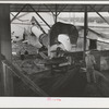 After the chopped olives have been pressed twice for removal of oil, the remaining cake goes through this drying machine; next, the "soap" oil is extracted by means of a solvent. Strathmore, California