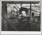 After the chopped olives have been pressed twice for removal of oil, the remaining cake goes through this drying machine; next, the "soap" oil is extracted by means of a solvent. Strathmore, California