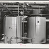 After the oil is extracted from chopped olives by means of hydraulic pressure, the oily mixture is pumped into settling tanks where the oil rises to the top and the non-oily liquids sink to the bottom. Lindsay, California
