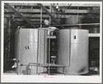 After the oil is extracted from chopped olives by means of hydraulic pressure, the oily mixture is pumped into settling tanks where the oil rises to the top and the non-oily liquids sink to the bottom. Lindsay, California