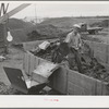 Handling the cake from which "soap" oil will be extracted by means of a solvent. Strathmore, California