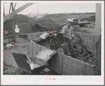 Handling the cake from which "soap" oil will be extracted by means of a solvent. Strathmore, California