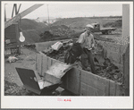 Handling the cake from which "soap" oil will be extracted by means of a solvent. Strathmore, California