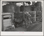 Shoveling out pomace from tanks where the "soap" oil has been extracted by means of a solvent. This pomace has some value as a fertilizer. About five percent of the total oil content of olives is "soap" oil. Strathmore, California