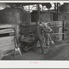 Shoveling out pomace from tanks where the "soap" oil has been extracted by means of a solvent. This pomace has some value as a fertilizer. About five percent of the total oil content of olives is "soap" oil. Strathmore, California