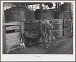 Shoveling out pomace from tanks where the "soap" oil has been extracted by means of a solvent. This pomace has some value as a fertilizer. About five percent of the total oil content of olives is "soap" oil. Strathmore, California