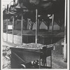 Bins of ripe olives to be turned into oil. Lindsay, California