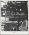 Bins of ripe olives to be turned into oil. Lindsay, California