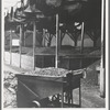 Bins of ripe olives to be turned into oil. Lindsay, California