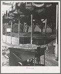 Bins of ripe olives to be turned into oil. Lindsay, California