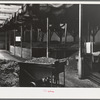 Bins of ripe olives to be turned into oil. Lindsay, California