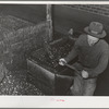 Shoveling olives into hand truck at olive oil plant. Lindsay, California