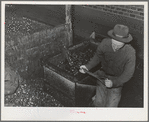 Shoveling olives into hand truck at olive oil plant. Lindsay, California