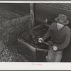 Shoveling olives into hand truck at olive oil plant. Lindsay, California