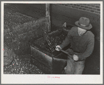 Shoveling olives into hand truck at olive oil plant. Lindsay, California