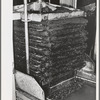 Oil dripping from olive pulp under hydraulic pressure. Lindsay, California